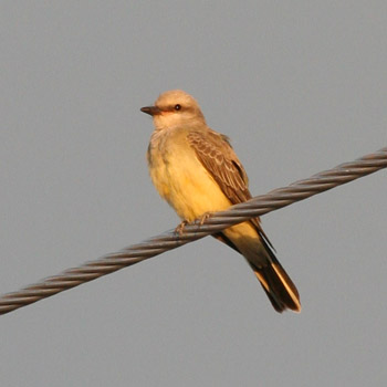 Western Kingbird